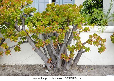 Portulacaria Afra Plant