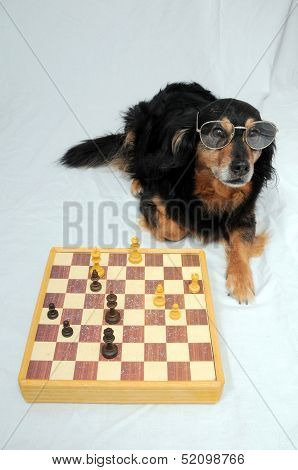 Smart Dog Playing Chess