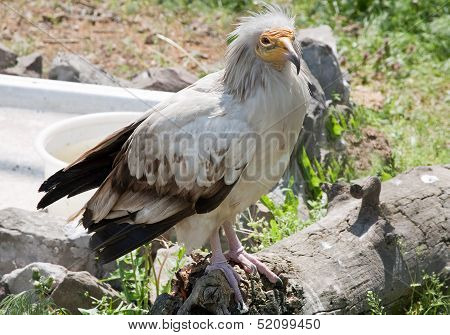 Egyptian Vulture