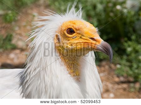 Egyptian Vulture