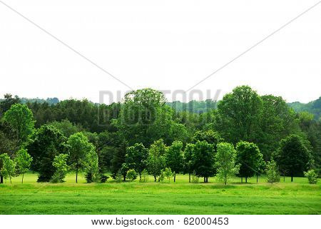 Natural background of young green forest with white copy space