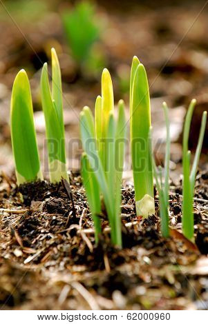 Shoots of spring flowers in early spring garden