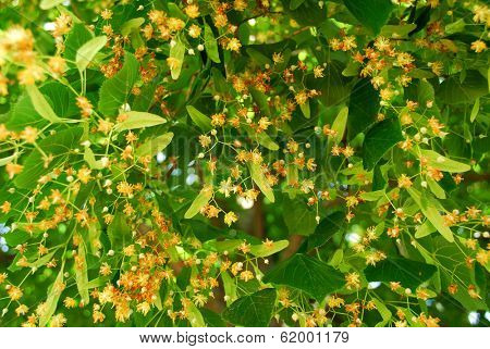 Natural background of linden tree blooming in the summer