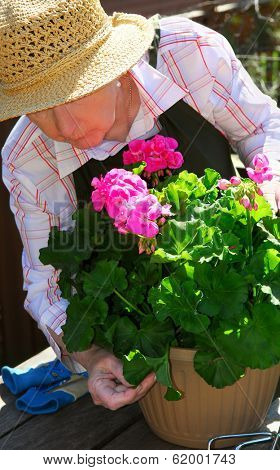Senior woman with a pot of geranuim flowers in her garden, focus on flowers