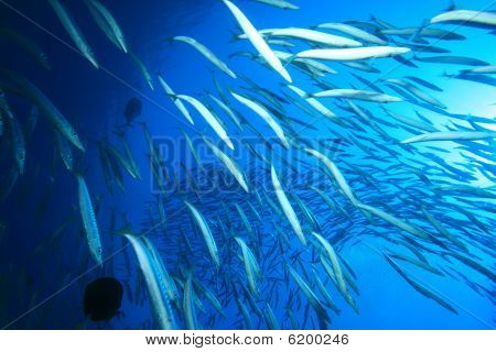 Hejno Yellowtail barakudy