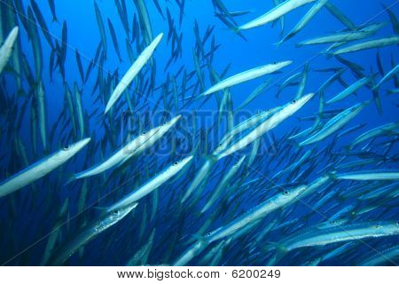 Hejno Yellowtail barakudy