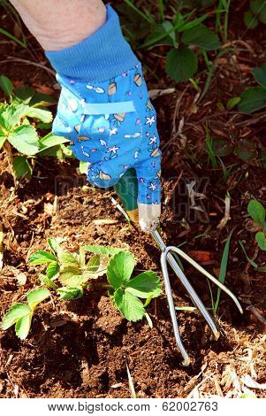 Closeup on older woman's hand working the soil aroung strawberry plants