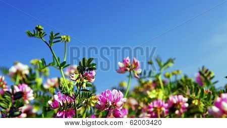Summer meadow background with blooming pink flowers crown vetch and bright blue sky