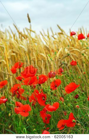 Red poppies growing in a rye field