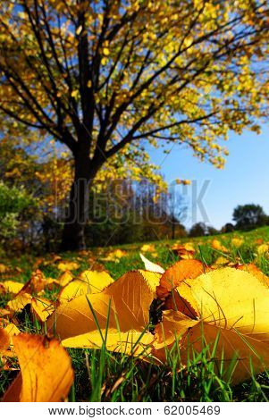 Fall landscape with autumn linden tree and golden leaves on the ground