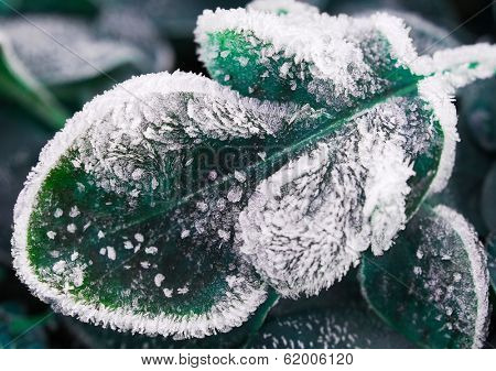 Morning frost on plant leaves in late fall