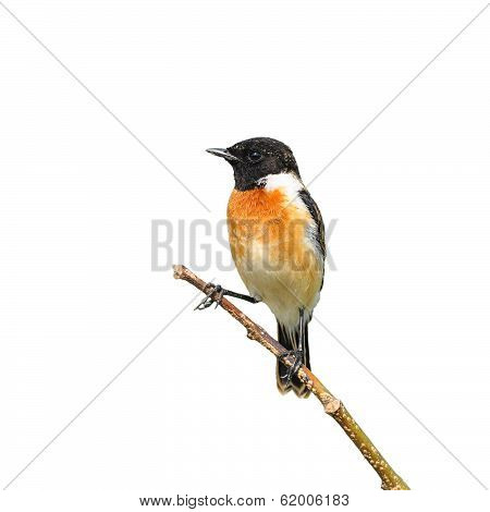 Stone Chat Bird