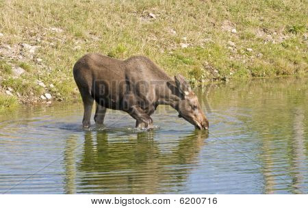 Moose ko drikke i dammen