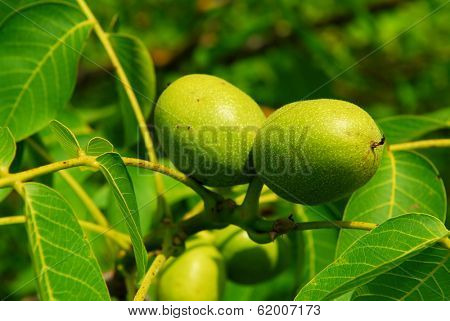 Green walnuts growing on a tree, close up