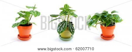 Assorted green houseplants in pots isolated on white background