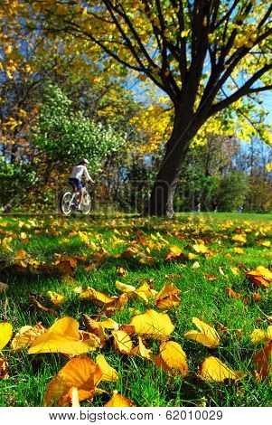View of biking trail in the fall, golden fallen leaves in the foreground