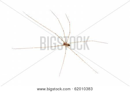 Brown Recluse Spider