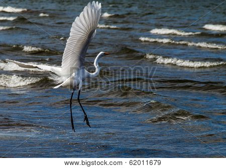 Photography Of A White Heron In Beach