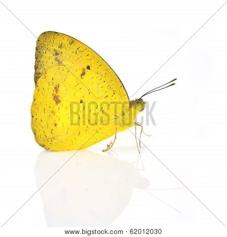 Yellow Butterfly