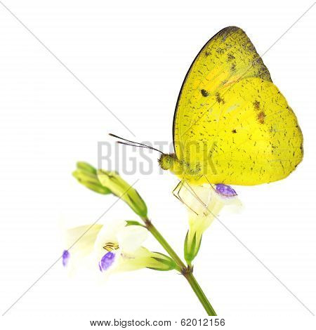 Yellow Butterfly On Flower