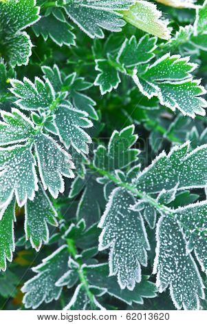 Macro of frosty plant leaves in late fall