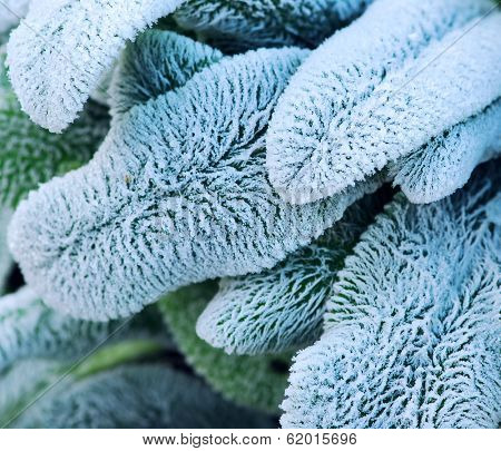 Morning frost on plant leaves in late fall