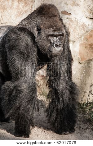 Face Portrait Of A Gorilla Male