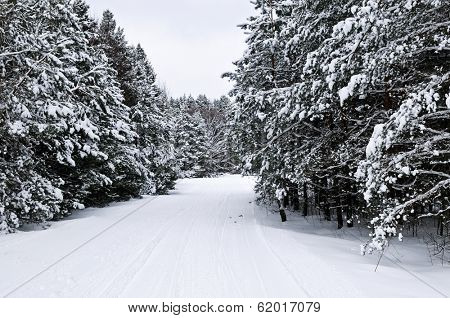 Winter landscape with snowy trees and snowmobile path