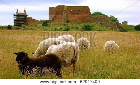 Sheep