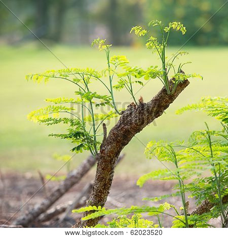 Sprout On Dry Timber