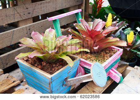 Bromeliad In Wood Pot
