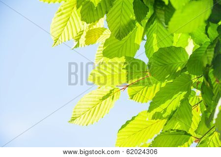 Closeup of green leaves