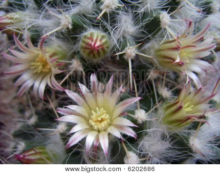 Flores dos cactos.
