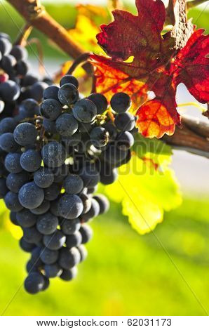 Red grapes growing on vine in bright sunshine