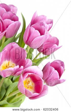 Pink tulips with green leaves isolated on white background