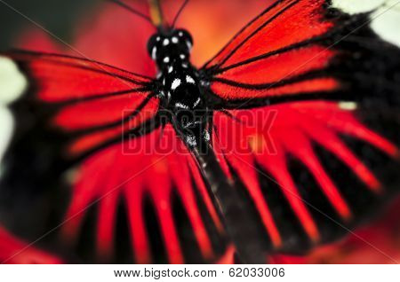 Red heliconius dora butterfly with open wings
