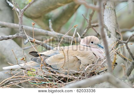 Mourning Dove