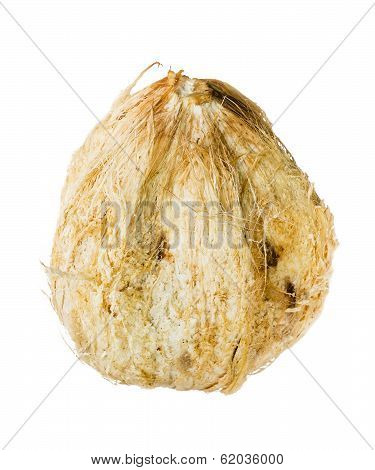 Coconut With Spathe Isolated