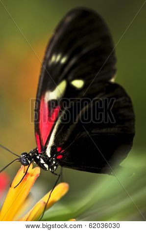 Red heliconius dora butterfly on a flower