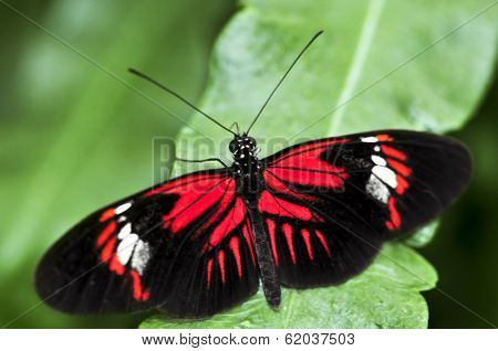 Red heliconius dora butterfly on a leaf