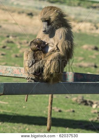 Mother And Baby Baboon