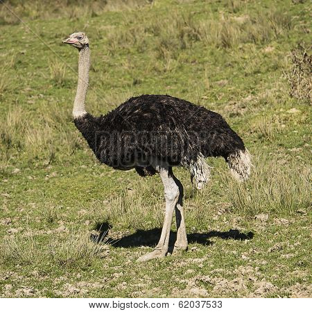 Ostrich