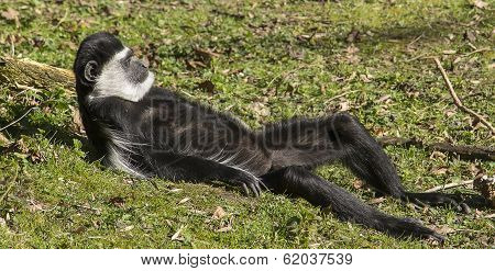 Sunbathing Colobus Monkey