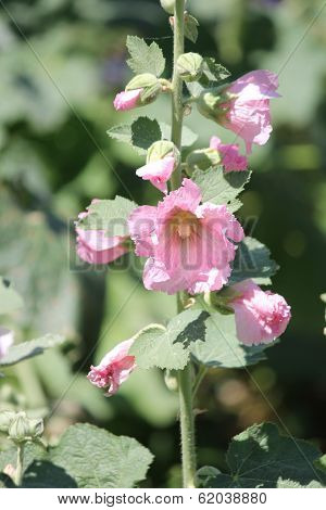Hollyhock (Alcea)