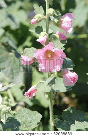 Hollyhock (Alcea)