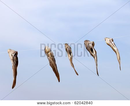Stockfish Drying On Sun