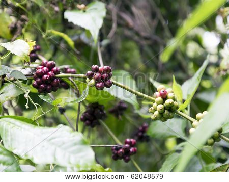 Coffea Plant And Seeds.