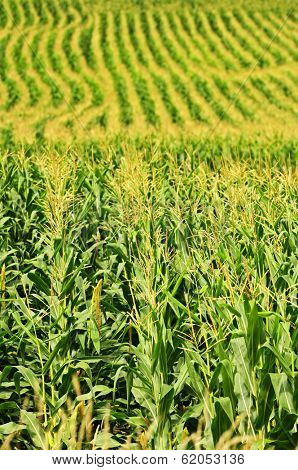 Agricultural landscape of corn field on small scale sustainable farm