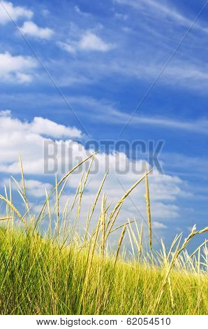 Tall green grass growing on sand dunes against cloudy sky