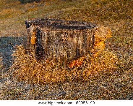 Small Tree Stump In The Garden